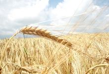 сільське господарство